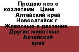 Продаю коз с козлятами › Цена ­ 7 000 - Алтайский край, Новоалтайск г. Животные и растения » Другие животные   . Алтайский край